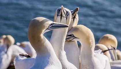 DB真人-NBA-文班亚马29分杜兰特23分 马刺狂胜火箭