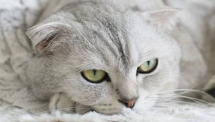 DB真人-北京男篮33分大胜四川 麦基首秀12分全队最高