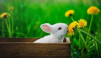 DB真人-NBA-文班亚马29分杜兰特23分 马刺狂胜火箭